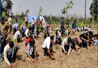 Tree Plantation Drive